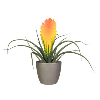 Tillandsie Soledo, ca 29cm,