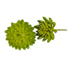 Euphorbia, 3Fa Sort, ca.