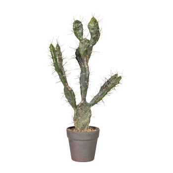 Cactus Opuntia 58 cm, 58 cm
