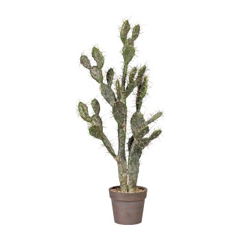 Kaktus Opuntie 102cm,