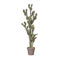Cactus Opuntia 133 cm, 133 cm