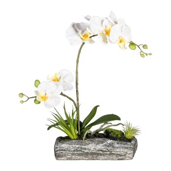 Phalaenopsis Arrangement, ca. 40cm, Cream, In Polyresin Bowl 22x10x6cm
