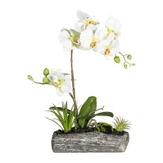 Phalaenopsis Arrangement, ca.
