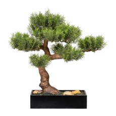 Bonsai Cedar x12 , ca. 45 cm,