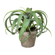 Tillandsia xerographica, ca. 24cm, Plastic, Green, In Plastic Pot Brown 12x11cm