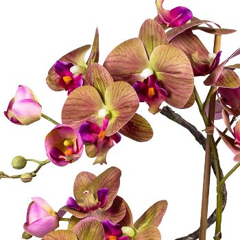 Phalaenopsis Arrangement x4, ca. 70cm, green-Purple, In ceramic Vase Brown 27x15x10cm,
