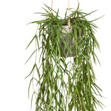 Tillandsia Aeranthos, ca. 90cm green, plastic, In Hanging Pot 9x9cm