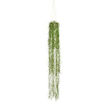 Tillandsia Aeranthos, ca. 120 cm Green, Plastic, In Hanging Pot 11x11cm