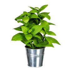 Mixed Herbs Rosemary, Thyme, Basil, ca. 23-26cm green, plastic, in zinc pot 8x7.5cm