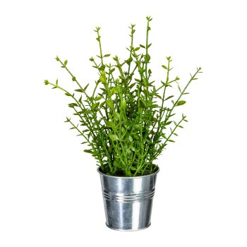 Mixed Herbs Rosemary, Thyme, Basil, ca. 23-26cm green, plastic, in zinc pot 8x7.5cm