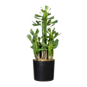 Euphorbia x5, ca. 40cm green, in plastic pot 12x11cm, with Gravel
