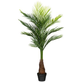 Golden fruit palm x13, ca. 140cm green, in plastic pot 18x14cm, with Soil, plastic