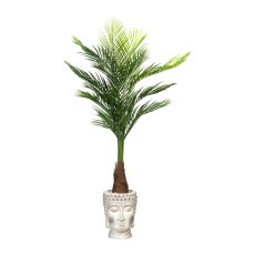 Golden fruit palm x13, ca. 140cm green, in plastic pot 18x14cm, with Soil, plastic