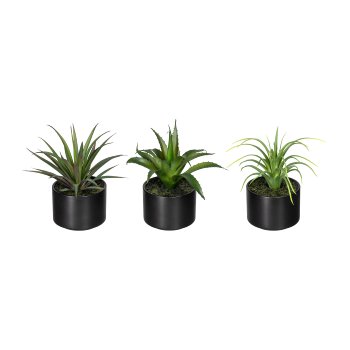 Aloe,Agave,Tillandsie, ca 15cm, 3fa sort.,Kunststoff, grün, im Keramiktopf schwarz