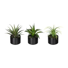 Aloe, Agave, Tillandsie, ca.