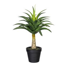 Aloe With Trunk, ca. 45x30 cm,