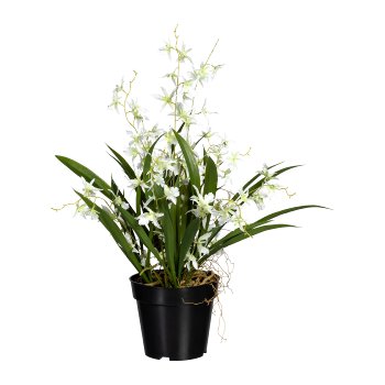 Oncydie Dancing Queen, ca. 60cm, white-green, in pot 17x14.5cm, Polyester