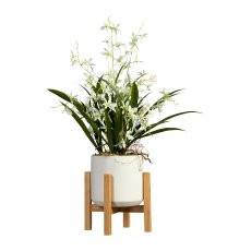 Oncydie Dancing Queen, ca. 60cm, white-green, in pot 17x14.5cm, Polyester