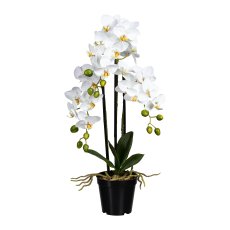 Phalaenopsis x3, ca 60cm
