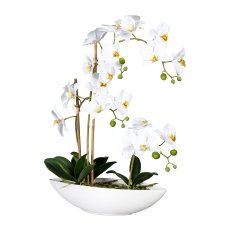 Phalaenopsis x4, ca 60cm weiß,