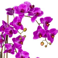 Phalaenopsis x4, ca. 60cm Purple, In A ceramic Ship 37x11x9cm, with Stones, Real