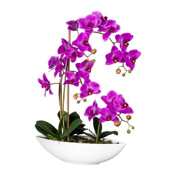 Phalaenopsis x4, ca. 60cm Purple, In A ceramic Ship 37x11x9cm, with Stones, Real