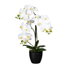 Phalaenopsis x3, ca. 65 cm,