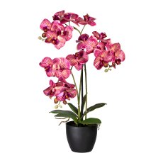 Phalaenopsis x3, ca 65cm, cremelila, im Kunststofftopf schwarz 14x12cm, 7 Blätter,