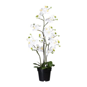 Phalaenopsis x9, ca 90cm, weiß, im Topf schwarz 21x18cm, m. Erde, 11 Blätter, real