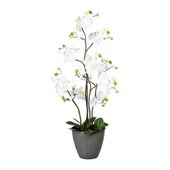 Phalaenopsis x9, ca 90cm, weiß, im Topf schwarz 21x18cm, m. Erde, 11 Blätter, real