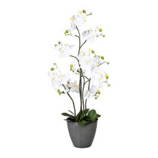Phalaenopsis x9, ca 90cm, weiß, im Topf schwarz 21x18cm, m. Erde, 11 Blätter, real