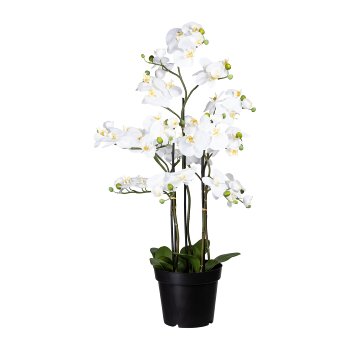 Phalaenopsis x13, ca. 110cm, White, In Pot Black 26x22cm, with Soil, 12 Leaves, Real
