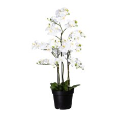 Phalaenopsis x13, ca. 110cm, White, In Pot Black 26x22cm, with Soil, 12 Leaves, Real