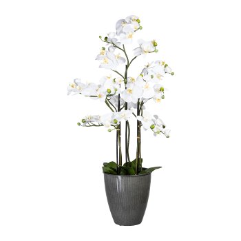 Phalaenopsis x13, ca. 110cm, White, In Pot Black 26x22cm, with Soil, 12 Leaves, Real