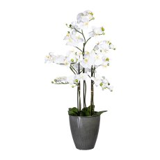 Phalaenopsis x13, ca. 110cm, White, In Pot Black 26x22cm, with Soil, 12 Leaves, Real