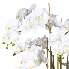 Phalaenopsis x7, ca 95cm weiß, im Kunststofftopf schwarz 30x25cm, Real Touch