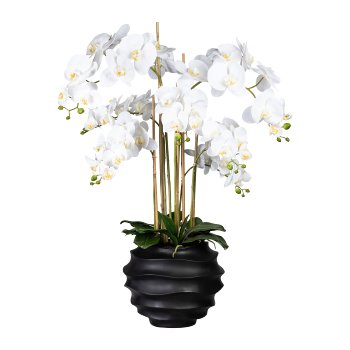 Phalaenopsis x7, ca 95cm weiß, im Kunststofftopf schwarz 30x25cm, Real Touch