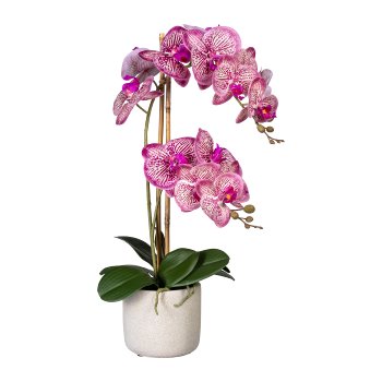 Phalaenopsis x2, ca. 60cm, Pink Cream, In Cement Pot Grey 13x11cm, 8 Leaves, Aerial