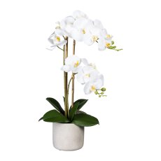 Phalaenopsis x2, ca 60cm, weiß, im Zementtopf grau 13x11cm, 8 Blätter,
