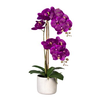 Phalaenopsis x2, ca 60cm, lila, im Zementtopf grau 13x11cm, 8 Blätter,