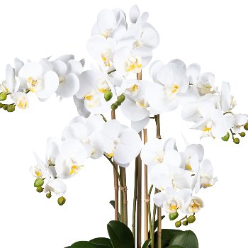 Phalaenopsis x5, ca. 75cm white, In plastic Vase white 30x17x12cm, Real Touch