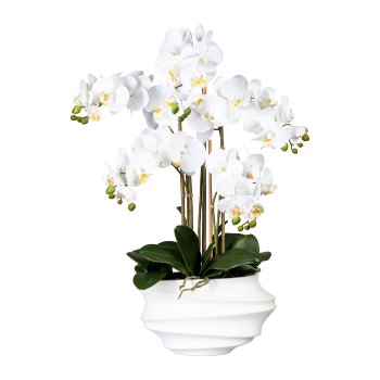 Phalaenopsis x5, ca. 75cm white, In plastic Vase white 30x17x12cm, Real Touch