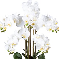 Phalaenopsis x5, ca. 75cm white, In plastic Vase black 30x17x12cm, Real Touch