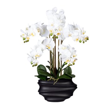 Phalaenopsis x5, ca 75cm weiß, in Kunststoffvase schwarz 30x17x12cm, Real Touch