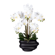 Phalaenopsis x5, ca. 75cm white, In plastic Vase black 30x17x12cm, Real Touch