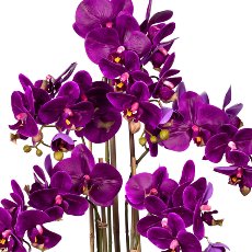 Phalaenopsis x5, ca. 75cm Purple, In plastic Vase black 30x17x12cm, Real Touch