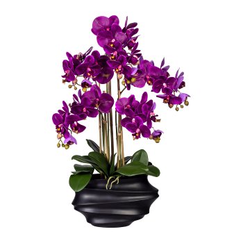 Phalaenopsis x5, ca 75cm lila, in Kunststoffvase schwarz 30x17x12cm, Real Touch