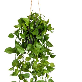 Philodendron Pendant, ca. 75cm green, plastic, In A Hanging Pot 12x11cm