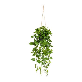 Philodendron Pendant, ca. 75cm green, plastic, In A Hanging Pot 12x11cm