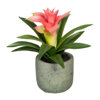 Guzmania, ca. 17cm, Pink, In Cement Pot 7x6,5cm with Soil